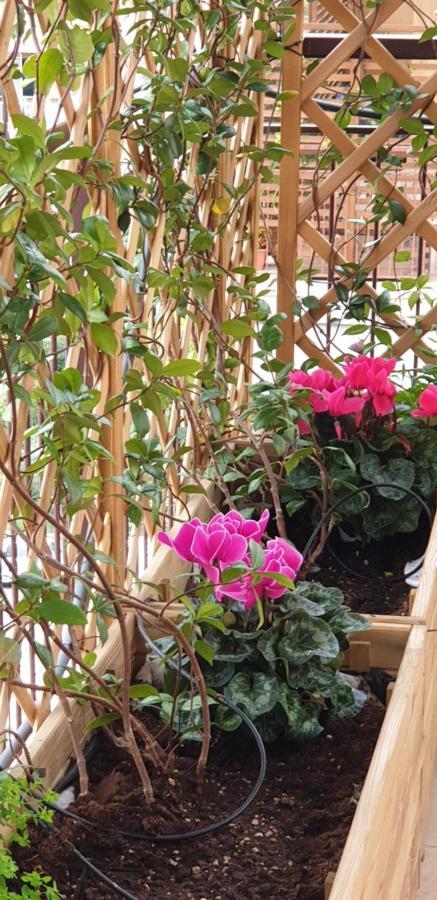 로마 In Terrazza Da Giusy B&B 외부 사진
